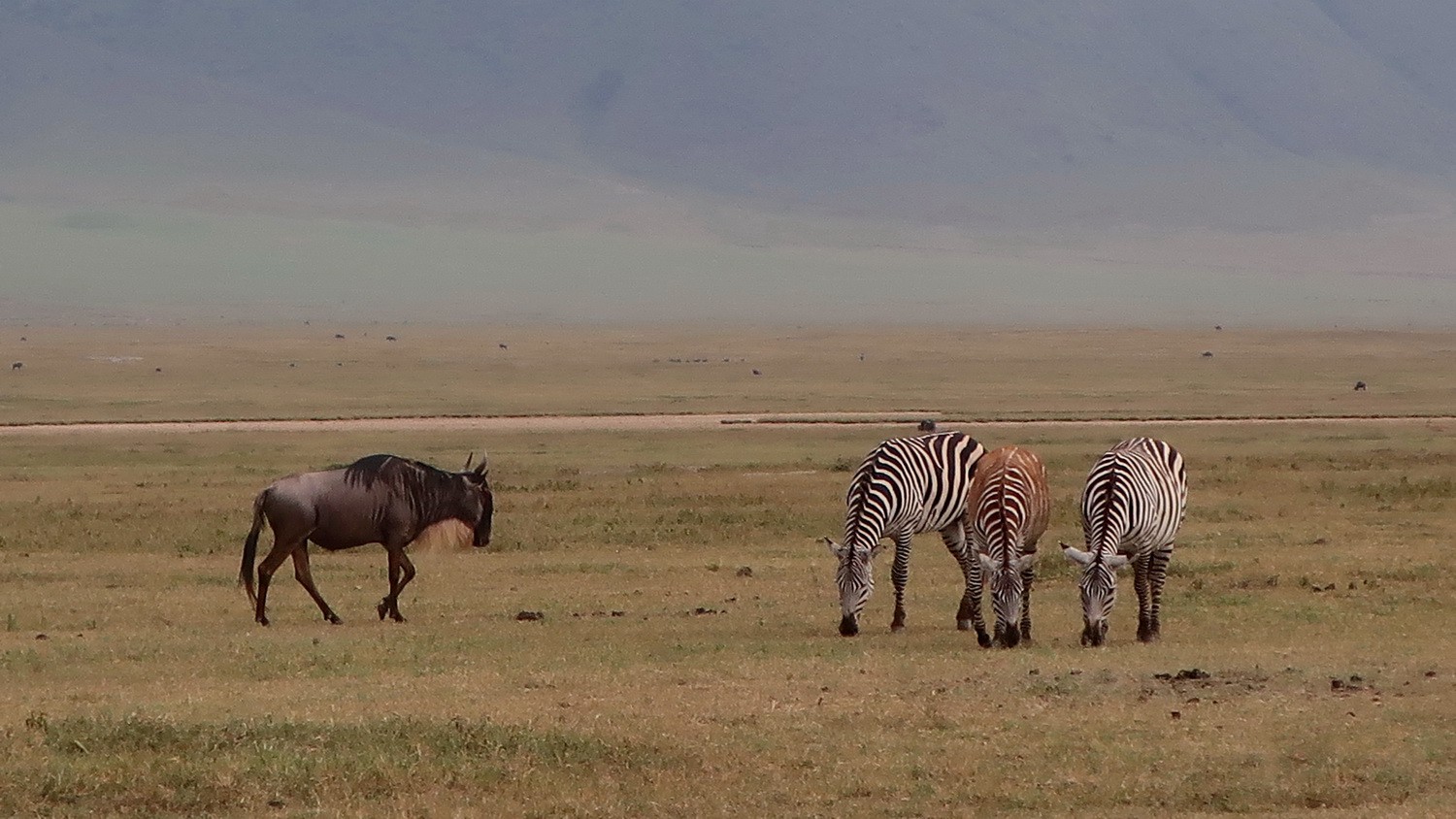 Wildebeest with Zebras in the bottom of Ngorongoro Crater